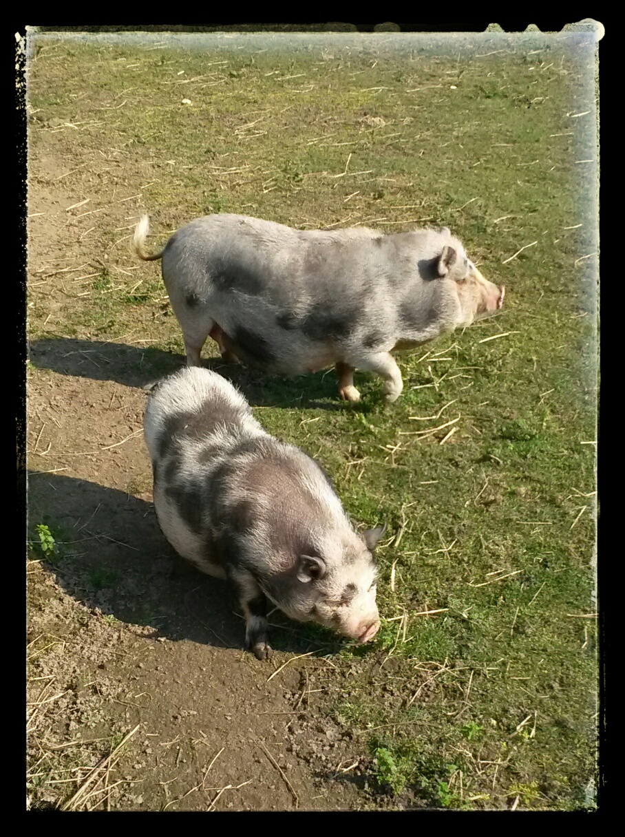 Het Gottinger minivarken
