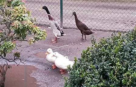 Indische loopeenden en witte eendjes