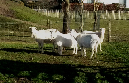 Kempische geiten